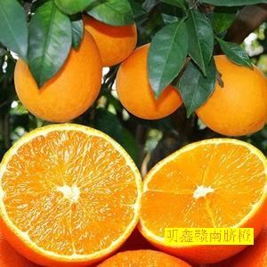 赣南脐橙网图片8