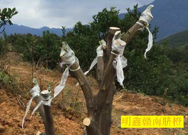 赣南脐橙网图片