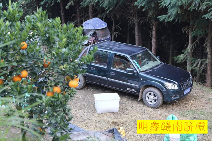 赣南脐橙网图片2