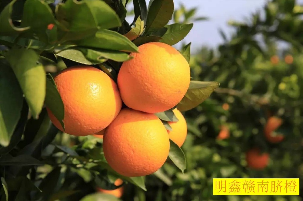 能“喝”着吃的橙子你听过吗？比喝冰镇快乐水还要爽！