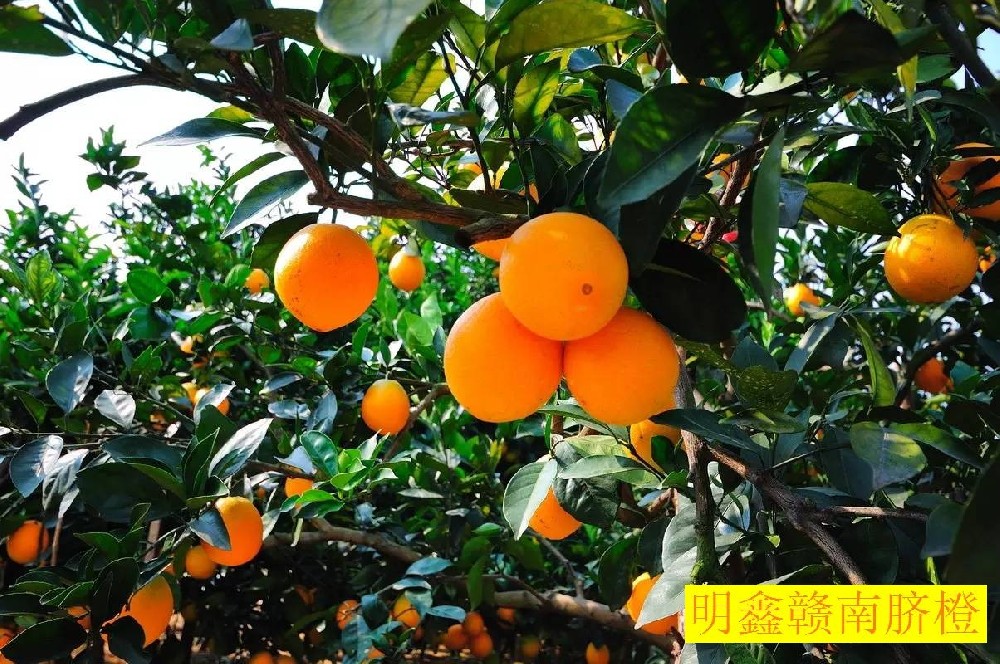 赣南脐橙种植需要哪些技术?与褚橙的栽种土壤气候环境有相同之处吗？