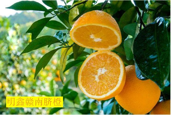 吃脐橙，不仅能补充维生素C，还能预防癌症和心血管疾病