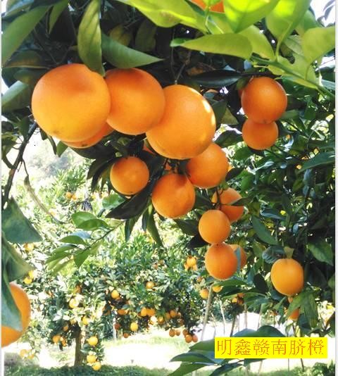 赣南脐橙正宗产地是哪里?赣南脐橙对人体有什么好处?